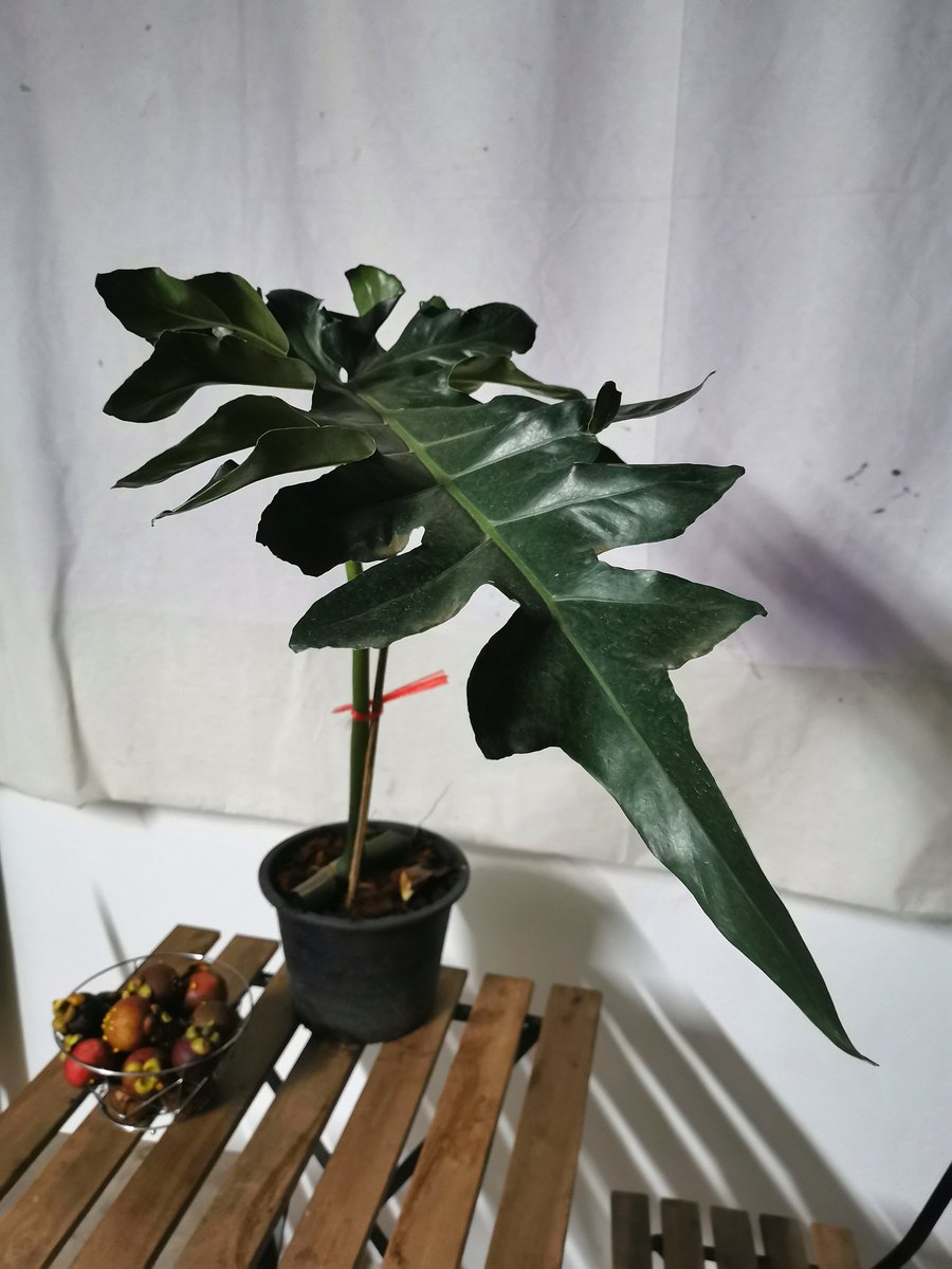 chedthaimarket's tweet photo. philodendron Bobcee
#philodendronBobcee
#Bobcee
#ฟิโลเดนดรอนหางหงส์ https://t.co/fQPJH0t7NV