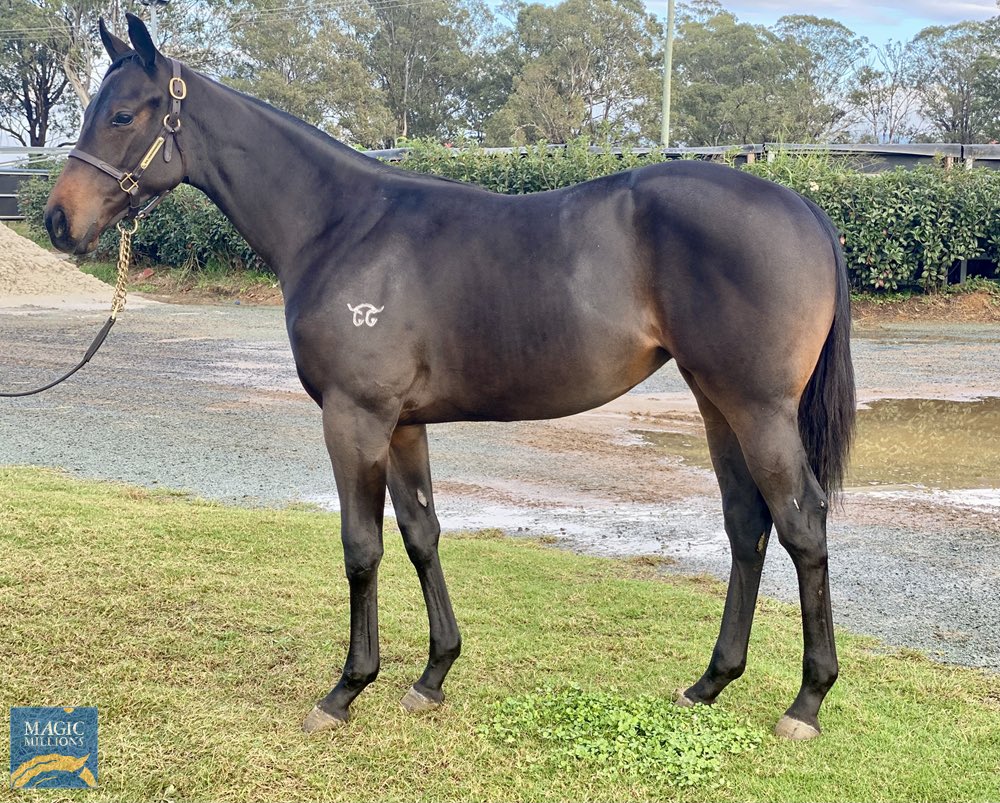SarahBrowndog's tweet photo. Funnily enough as I got off the plane on the GC to view some Magic Millions mares, I find out we have purchased a weanling 🤔
1. I didn’t know we were looking 
2. You never know what he will do 
3. You have got to be a little crazy 
Territories / Happy Friday https://t.co/Hbn3PmgdWf