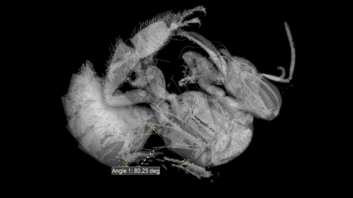 Happy #WorldBeeDay and #WorldMetrologyDay
.
.
#xsightxray #metrology #industrialxray #xraytech #xrayct #xrayimaging #ndt #bee #industrialctscanning