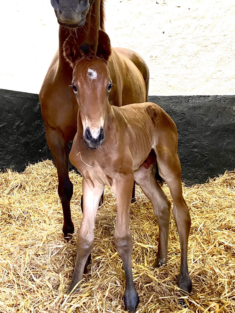 Latest arrival is a very handsome son of Poets Word out of a full sister to NO MORE HEROES <a href="/boardsmillstud/">Boardsmill Stud</a> #foalfriday <a href="/TheIrishField/">The Irish Field</a> <a href="/rpbloodstock/">Racing Post Bloodstock</a>