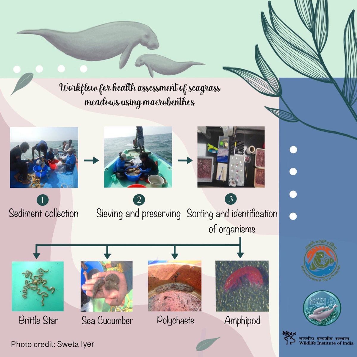 CAMPAdugong_WII's tweet photo. The little creatures that count...
#macrobenthos #seagrass #dugongsforever #28thMay #WorldDugongDay #WDD2022
@moefcc @wiiofficial1 @wii_envis @ProjectSeagrass @IPSN_Seagrass @DugongHub @BonnConvention @SSCmarine @IucnOcean @Seagrass_WSA https://t.co/NvcpJXbf72