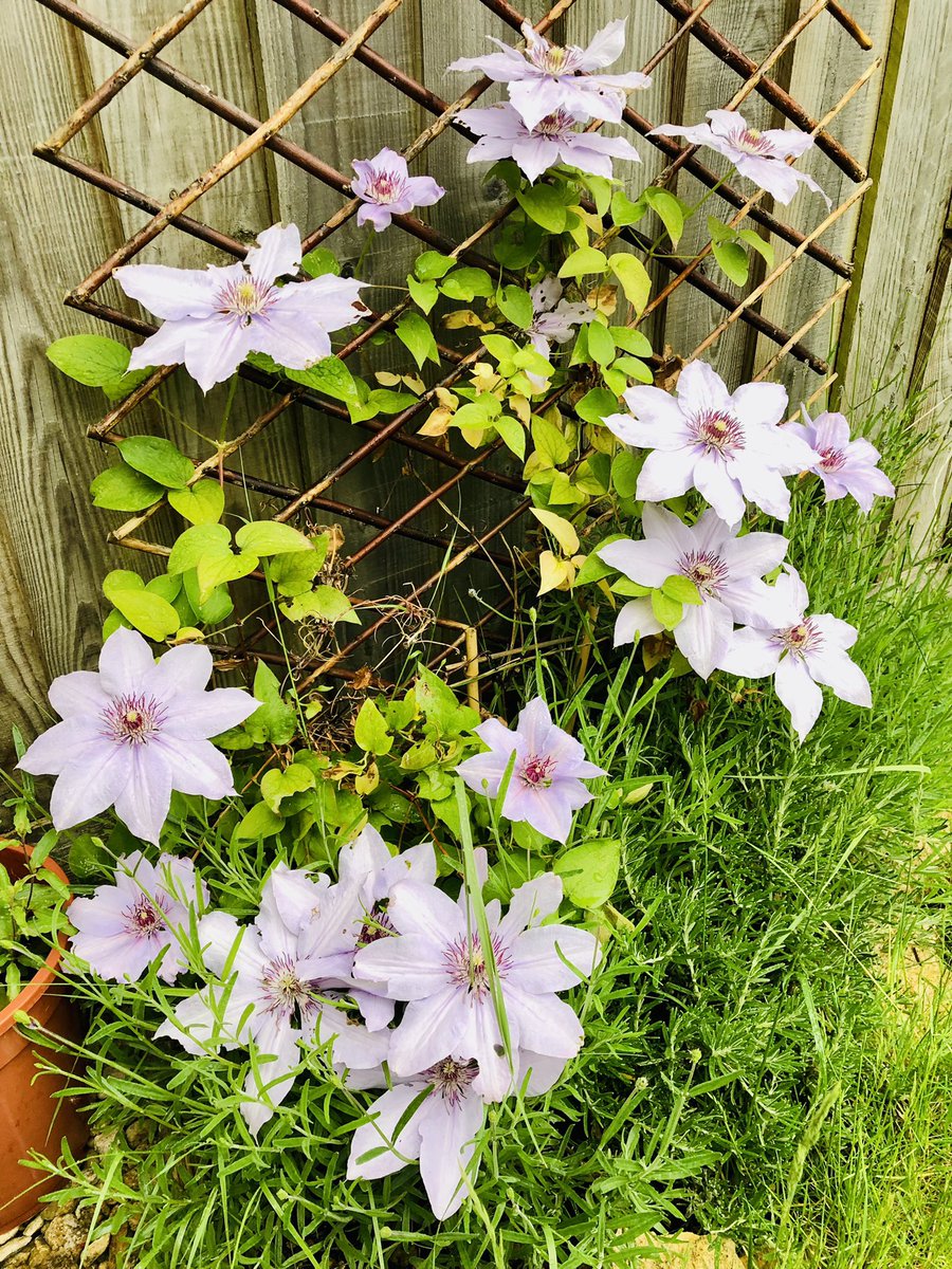 FannyJane's tweet photo. This morning’s run felt like a breeze compared with yesterday’s weights session, even though it was raining. Talk about ups and downs 😆 plus a nice pic of some flowers 🌸🌼 #ScullersLife #Training #RacePrep #TimeForBreakfast https://t.co/jUAsrg1iK7