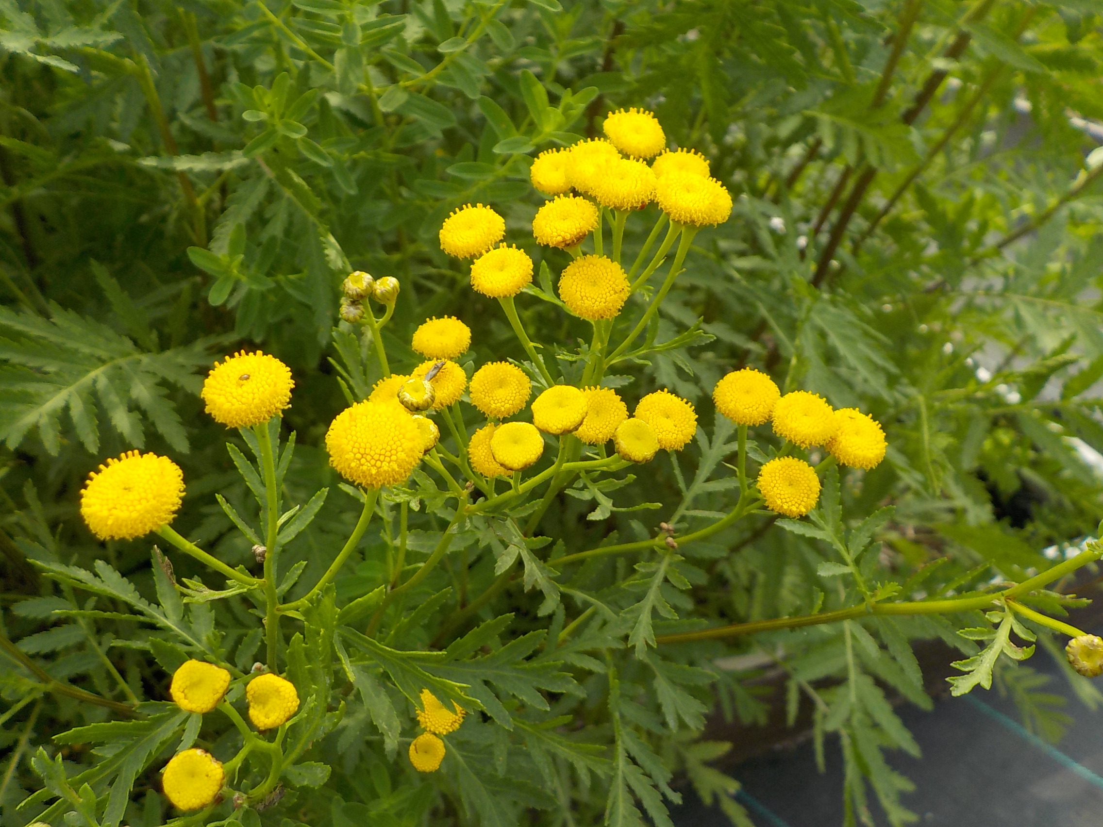 都立汐入公園 ハーブガーデン開花中の花 ラベンダーの他 赤花のヤロウ タンジー コモンマロウ ボリジ コモンセージ フェンネル バラ等数種類の花が咲いています 是非ご鑑賞下さい 荒川区 ハーブガーデン 香り お散歩 お花見 花見頃