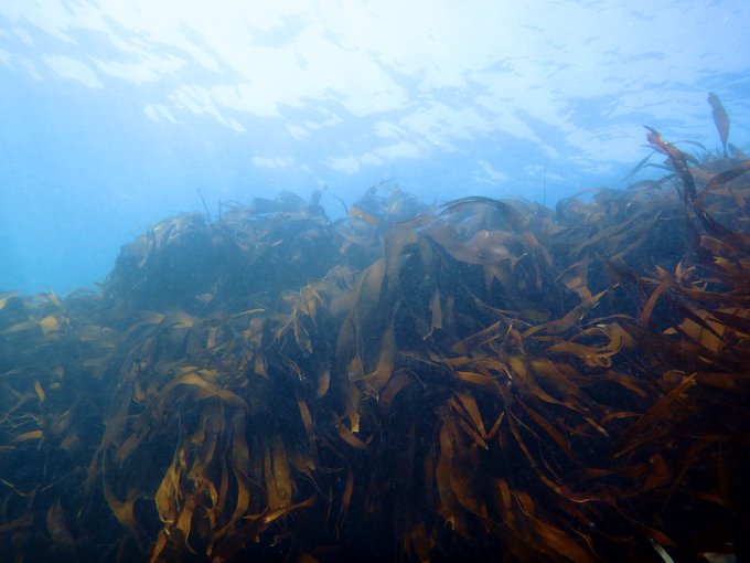 Nathan King tweet media