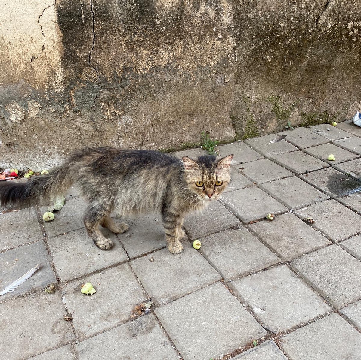 LOST CAT FOUND between 18th and 19th road in Khar being attacked by crows. It’s very friendly and seems to be a lost pet. I have a dog at home and can’t keep it here. Please help me share and spread the word and find it’s owners or a foster that can take it in.