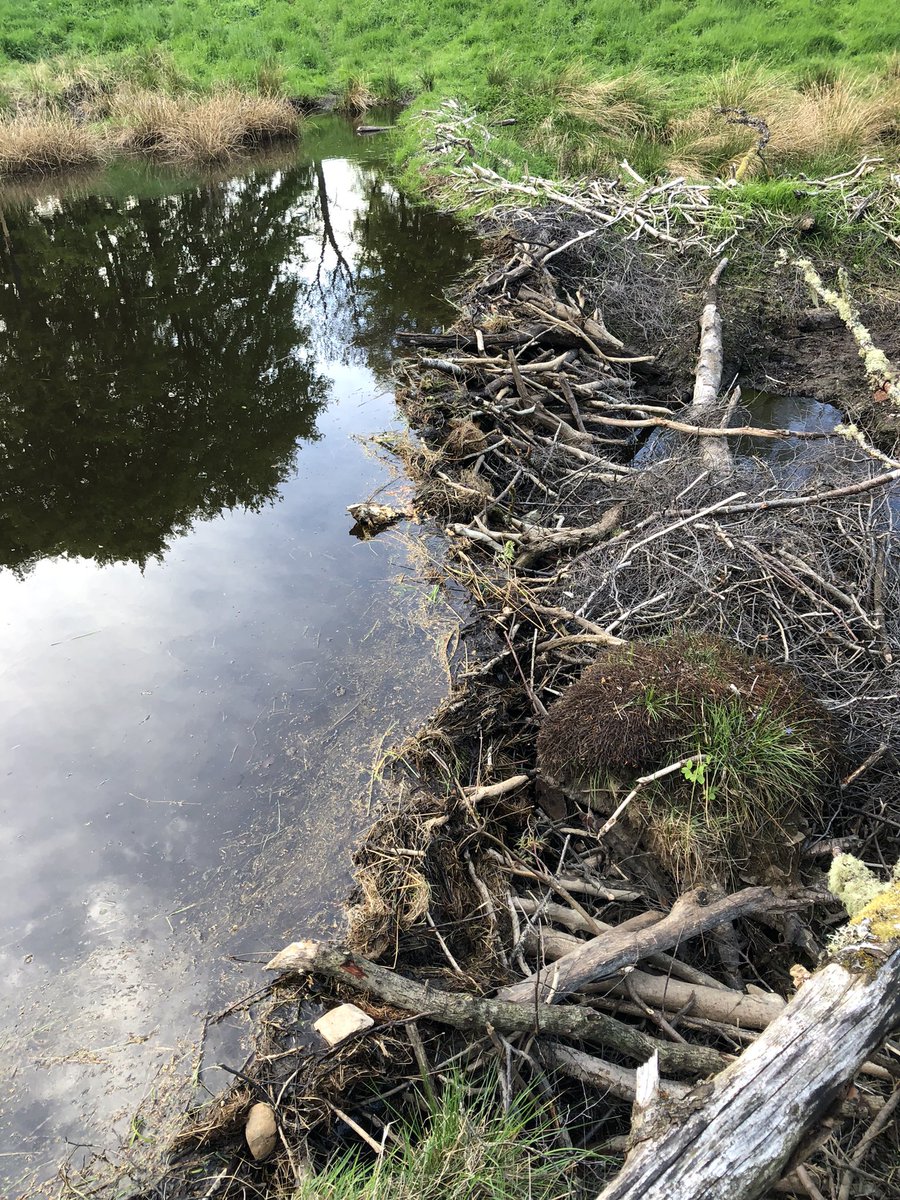DrewBennellick's tweet photo. Wonderful to see beavers and their watery landscape with brilliant @PerthshireWild near Blairgowrie last night. Dams, insects, birds, tadpoles and regenerating scrub in abundance. #EcosystemEngineering https://t.co/FB1jcnaN4k