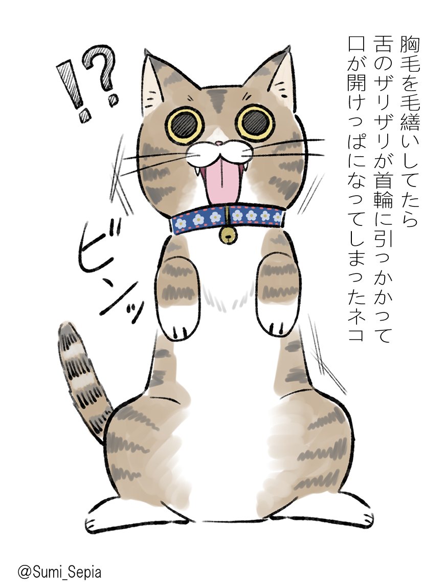 本日のハイライト🐱 