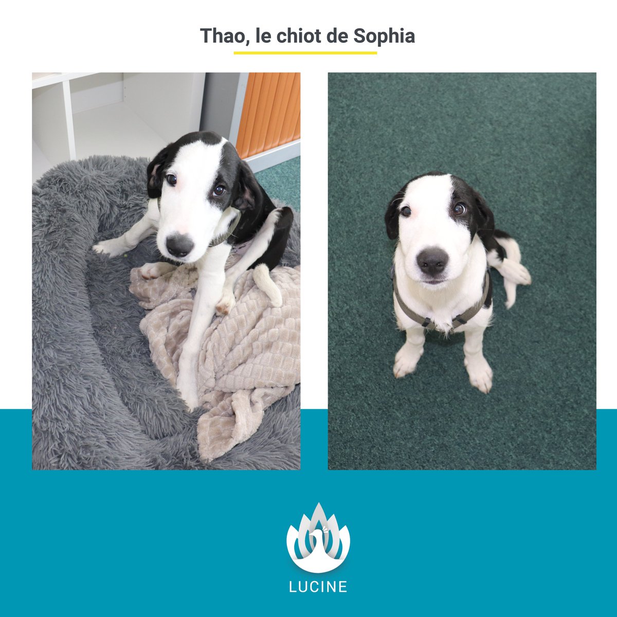 LucineCare's tweet photo. Bureau #dogfriendy chez @LucineGroup !🐾
➡Les avantages d'avoir plusieurs chiens dans nos locaux:
✅ Réduit le stress
✅ Rend plus heureux
✅ Renforce la culture d'entreprise
@MCottyEslous @ChrissyLowe @Sophia_Soule https://t.co/vxO0TVsYt5