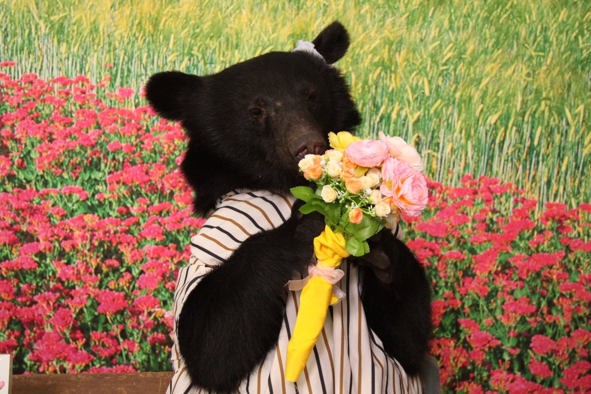 昨日ツキノワグマ🐻の彩楽（さら）ちゃんがふれあいを卒業しました
