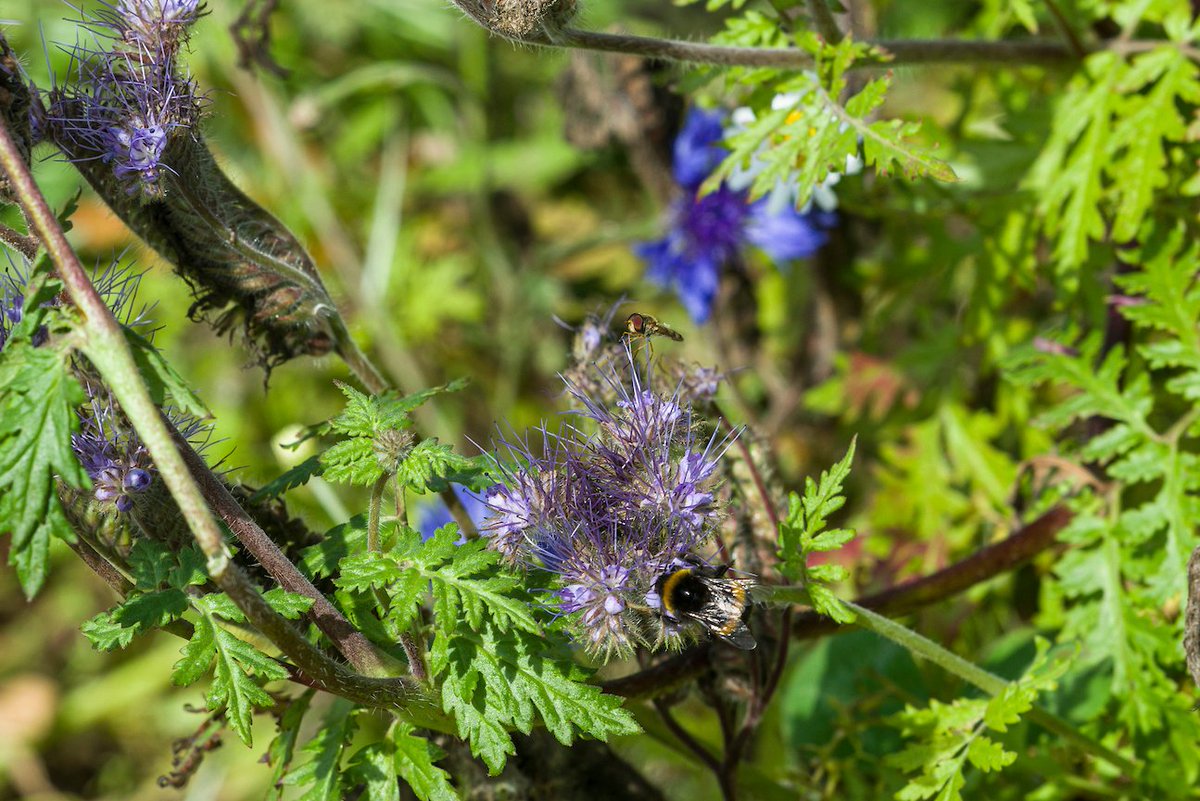 Branston Seed tweet media
