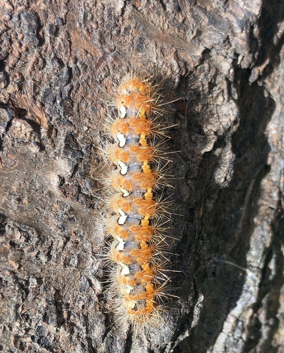 foodgrower's tweet photo. We love #forestschool @ColfesSchool Discovering #minibeasts and playing in the new #teepee #knotgrassmothcaterpillar #marmaladehoverfly #germanderspeedwell #caterpillar #insect #wildflower https://t.co/58m07ruhnC