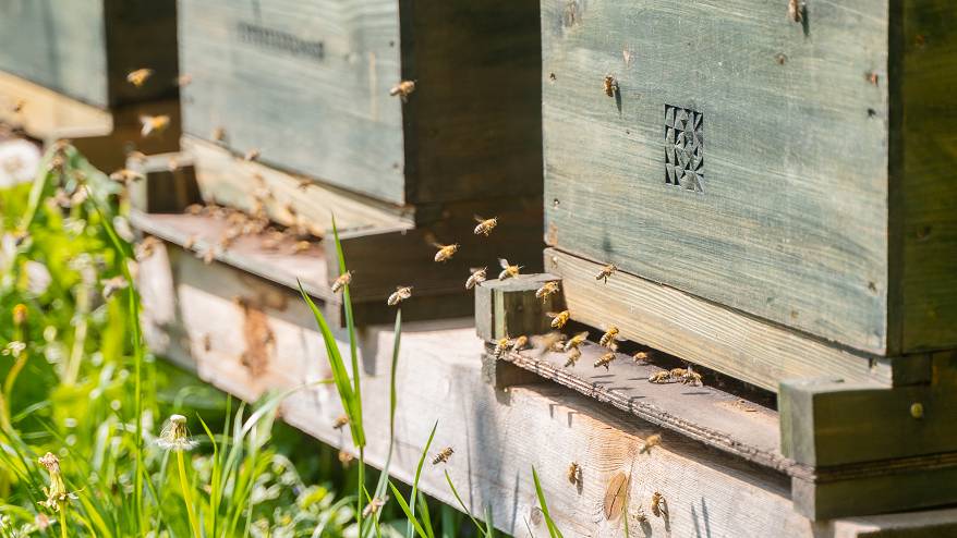Heute feiern wir den Weltbienentag. Auch #Leuze setzt sich mit mehreren Bienenvölkern aktiv zum Erhalt der Bienenpopulation ein. Wir freuen uns sehr, dass sich unsere Völker seit ihrem Einzug bei uns stetig vermehren.

#WorldBeeDay #Sustainable #Sustainability #SenseBees