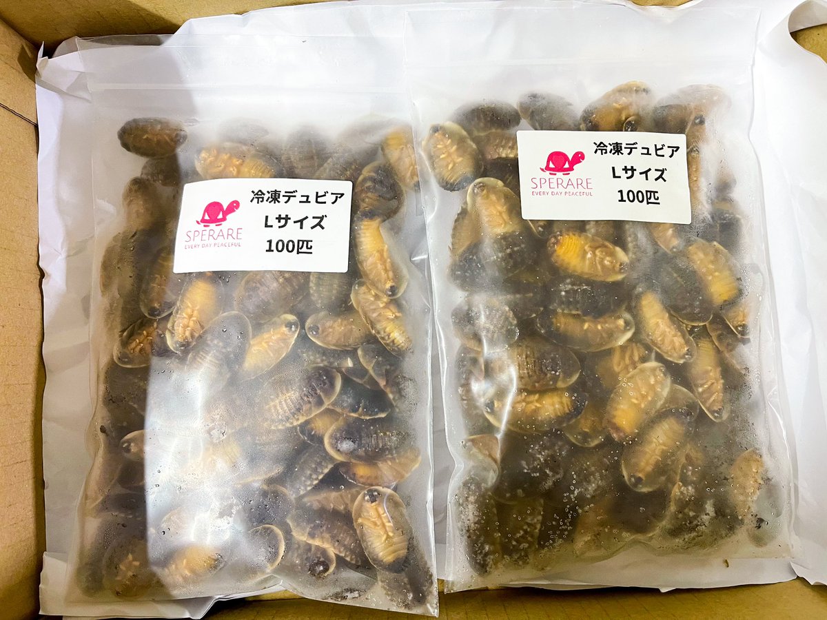 SPERARE2019's tweet photo. 本日も通販サイトよりご注文ありがとうございました。
今週末土日は通常営業となります。
#爬虫類餌通販
#冷凍コオロギ🦗
#冷凍クロコ
#冷凍イエコ
#冷凍デュビア
#冷凍マウス
#MonitorFeed
#LeopaFeed
#モニターフィード
#レオパフィード https://t.co/Ll6knSJtFo