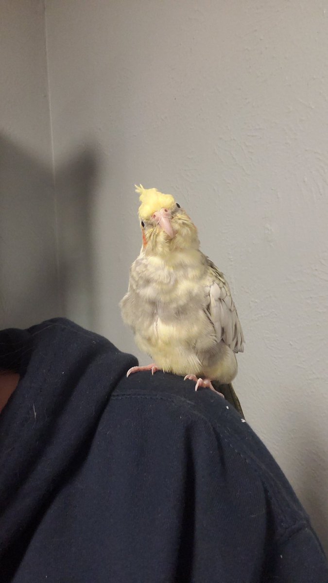 rsd_angel's tweet photo. @bayconT #birdie https://t.co/ZtGaD5CaWn