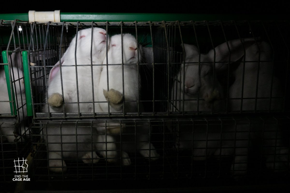 galassia3's tweet photo. La transizione ad allevamenti senza gabbie per tutti gli animali è necessaria. Chiediamo a @GiorgiaMeloni e a @FrancescoLollo1 di inserire nella legge di bilancio fondi per realizzare un’Italia e un #futurosenzagabbie. #EndTheCageAge https://t.co/AzVd8FpYDK