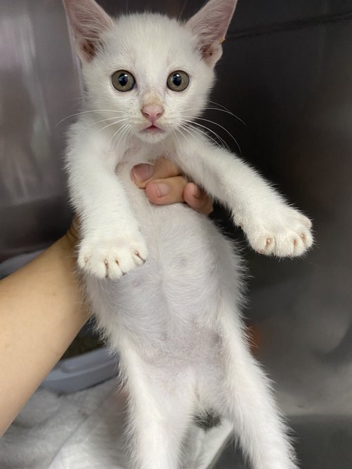 保護猫カフェかぎしっぽ 大阪にある猫カフェ 子猫のへや