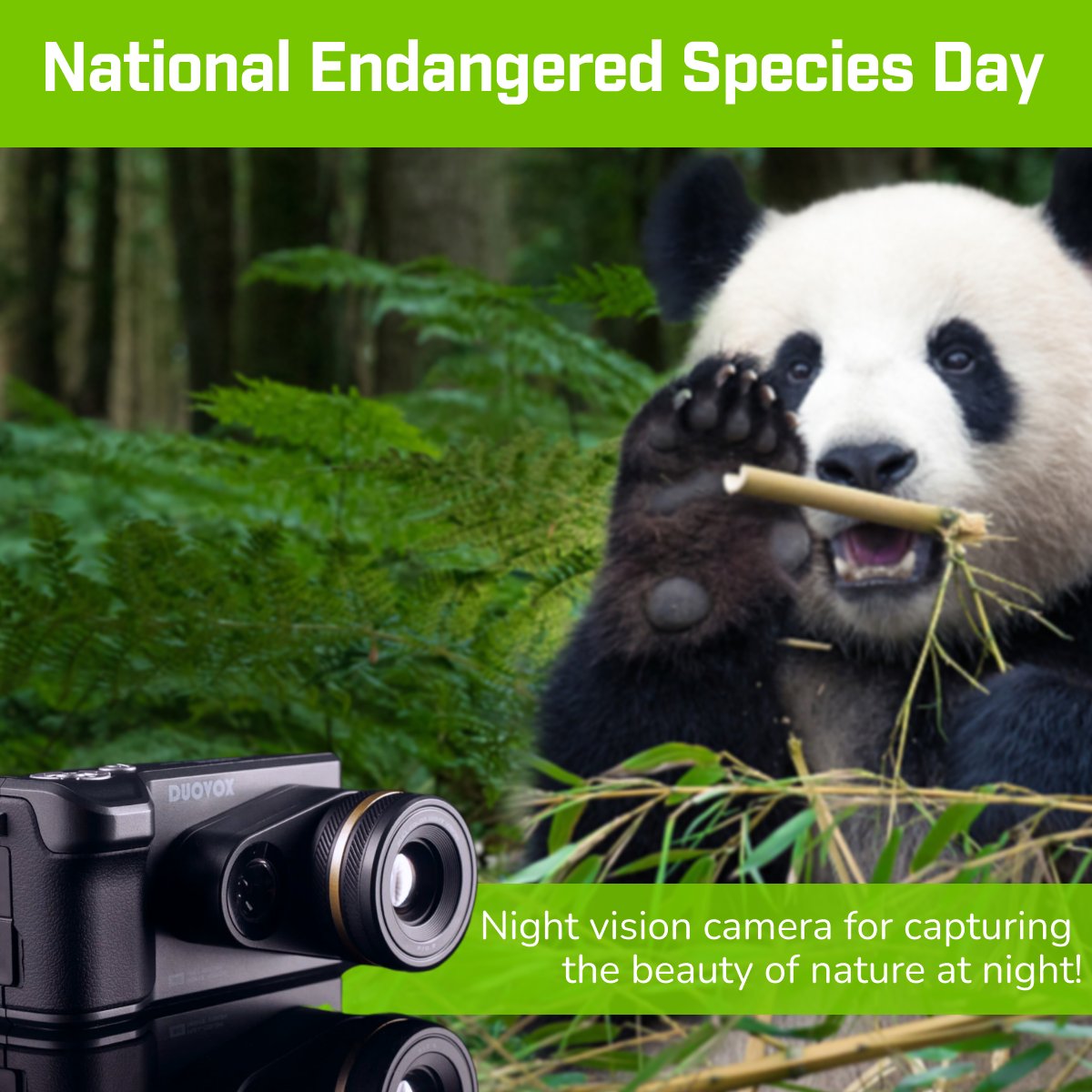 Duovoxmate's tweet photo. May 20th is National Endangered Species Day!

On this day, let's not forget to appreciate the wildlife around us! 🐼 https://t.co/UaKyuye5nE