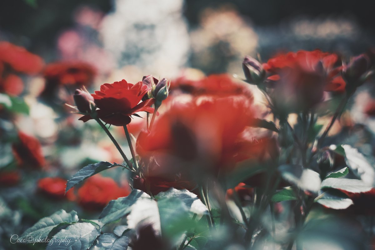 𝚐𝚊𝚛𝚍𝚎𝚗 𝚘𝚏 𝚎𝚝𝚎𝚛𝚗𝚊𝚕 𝚕𝚘𝚟𝚎...ꕤ୭*