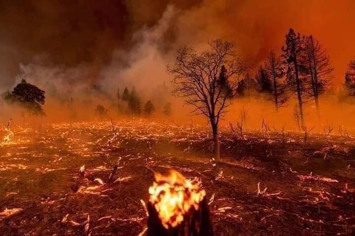 AdilShahMohman1's tweet photo. د خپلو وسائلو د ژغورني لپاره د دغه روان ټرينډ برخه شئ 

#SaveSheeraniForestSaveLife https://t.co/wUg7TN2pR9
