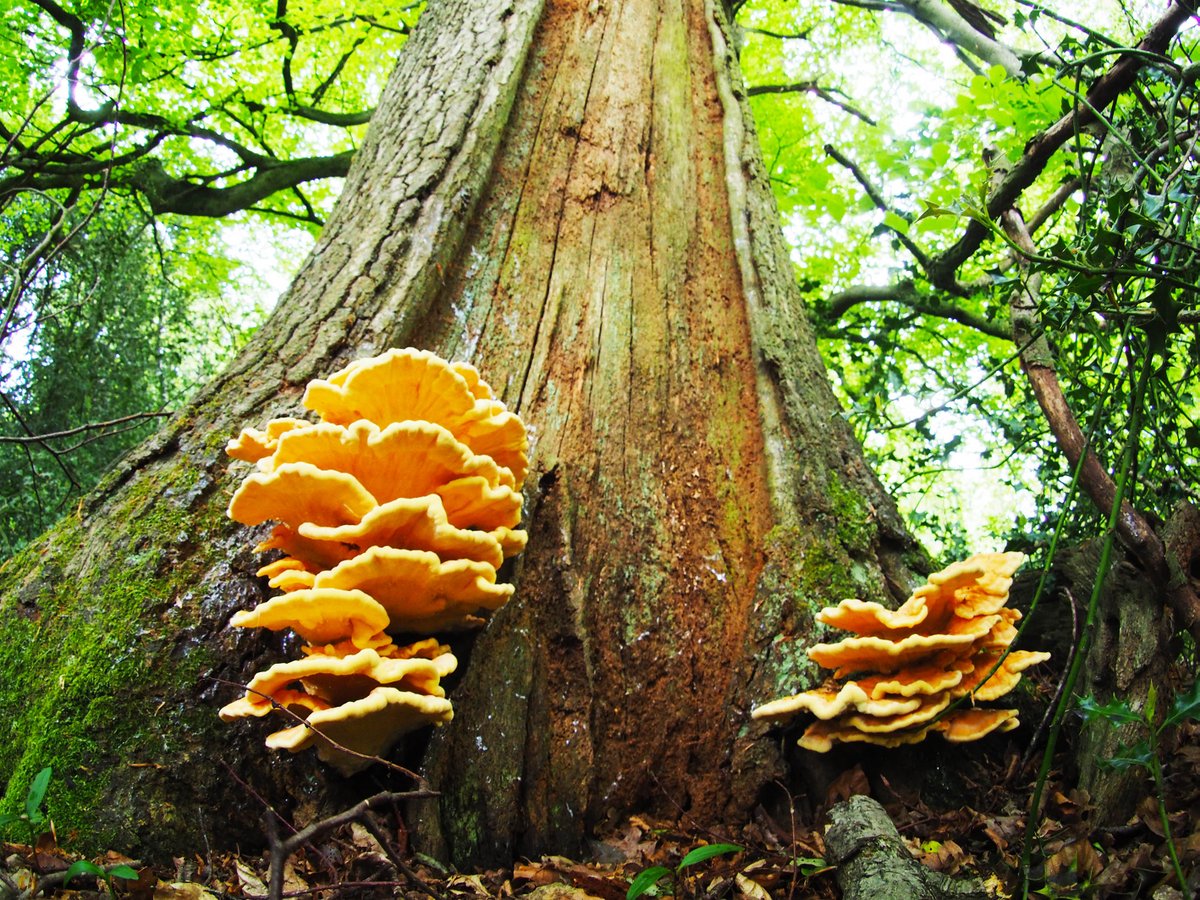 I found two #fungi with bird like names earlier; chicken of the woods, which allegedly tastes like chicken, although I'm yet to cook with it, and turkey tail fungus, which is supposed to look like, well, a turkeys tail. What do you think? #fungifriday