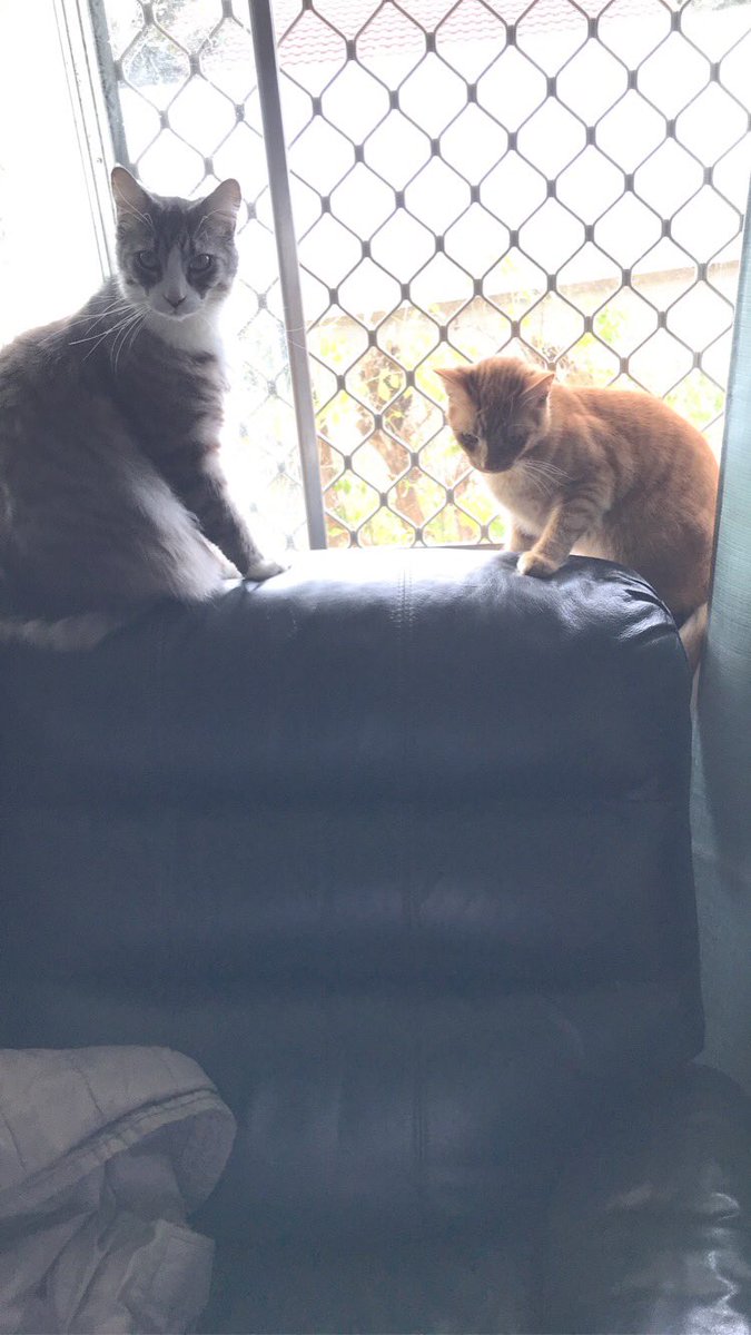 teddyfluffytail's tweet photo. me teddy hang out with tiddles  #catsoftwitter #catsontwitter #cattwitter #boycat #gingercat #gingergrowler #gingerkitten #ginger #teefies #mainecoon #NorwegianForestCat #wegies https://t.co/Hy6g40EdJ6
