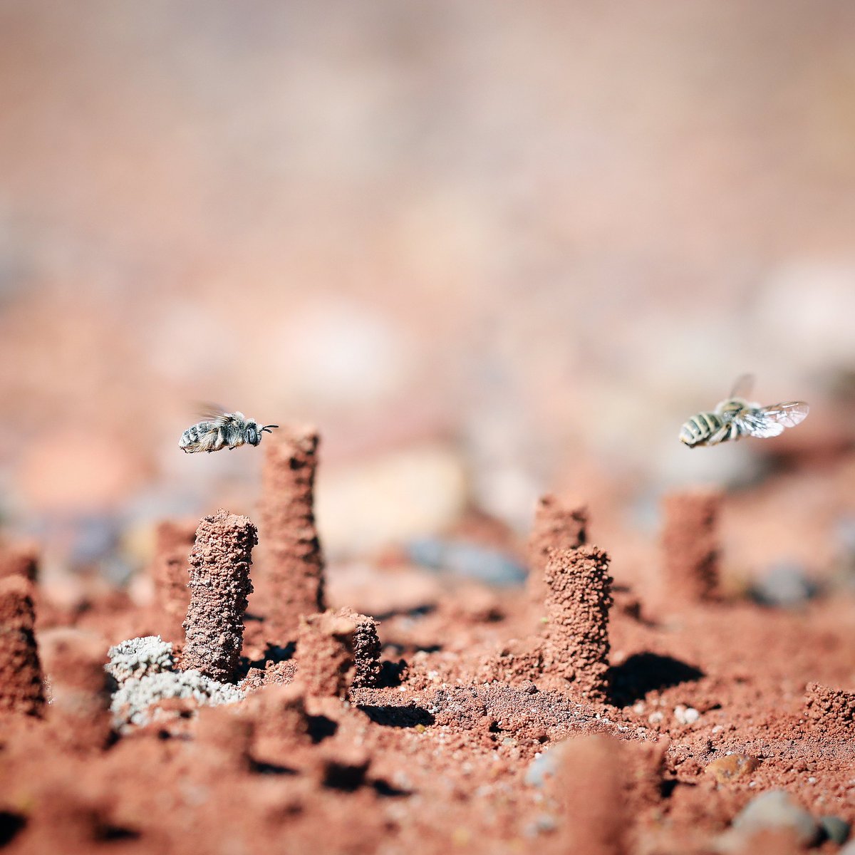 BeesBackyard's tweet image. Happy world bee day! Did you know the vast majority of bees in the world nest alone on the ground (no hive, queen or workers). Many species, like these Diadasia, build nests in large aggregations I like to call bee neighborhoods