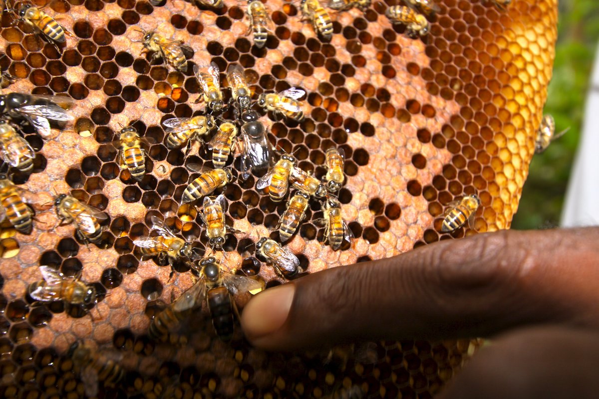 EFICOCOFFEE's tweet photo. 🐝 Happy World Bee Day!🐝

Pollinators such as bees allow many plants, including many food crops, to reproduce. 
A world without pollinators would equal a world without food diversity. 
Bees also play a key part of producing the beans that go into your cup of coffee.🌼☕️ https://t.co/0VeSDjNrwO