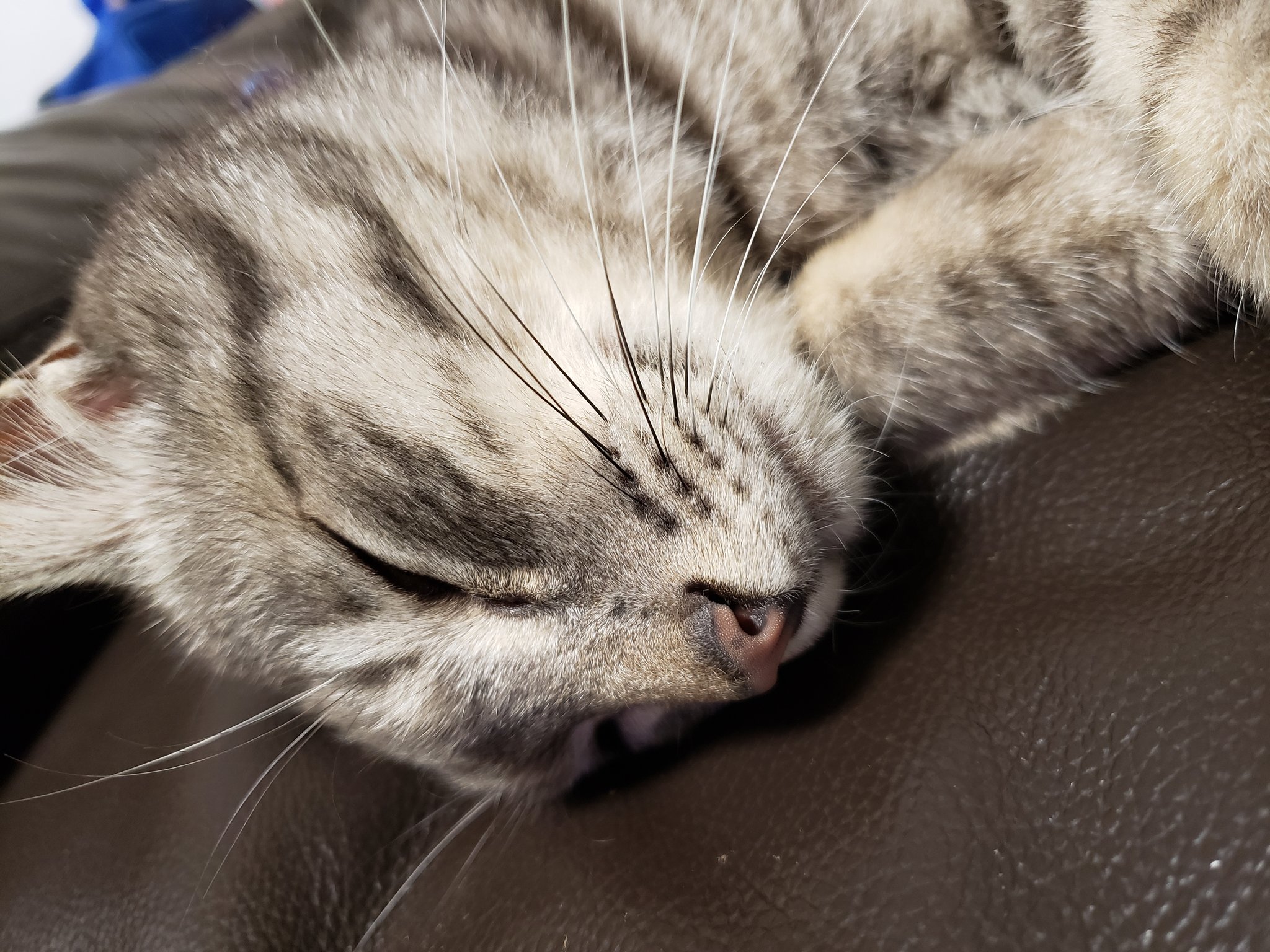 Y S Momorabi 癒しの時間 猫がいる生活 猫好きさんと繋がりたい 猫のいる暮らし ねこ 癒される 癒しの輪を広げよう 癒し 時間 幸せおうち時間 T Co 6zh2sttghl Twitter