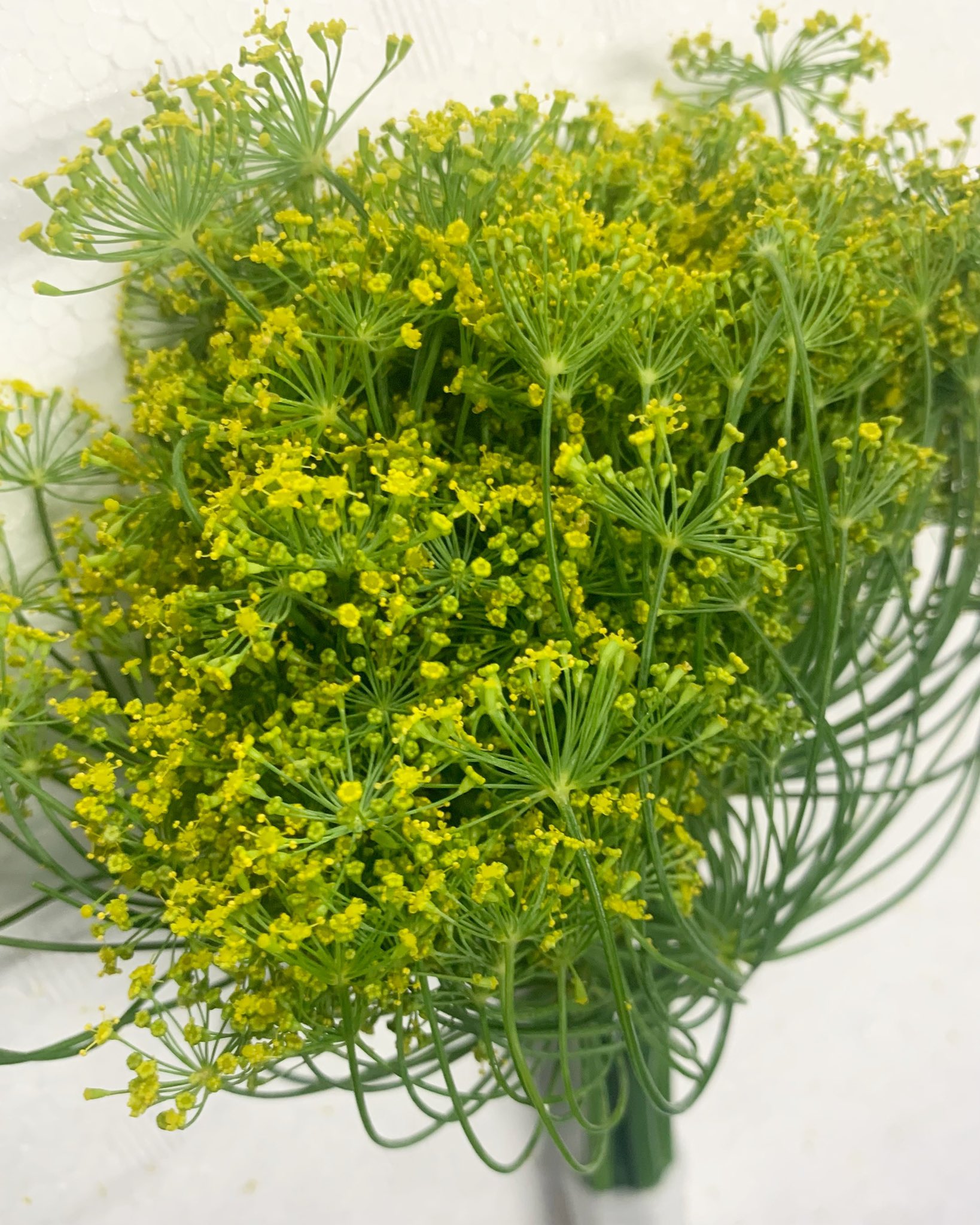 ディルの花 Twitter Search Twitter