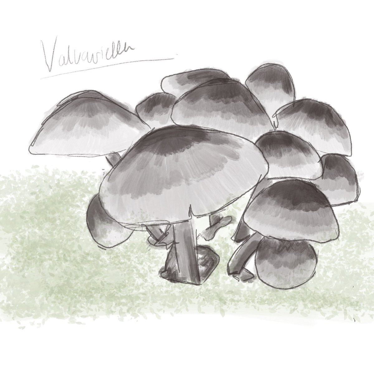 Arch_lanatr's tweet photo. Volvariella 

“Nature alone is antique, and the oldest art are mushrooms.” 

Thomas Carlyle- philosopher 
🍄
#جامعة_الملك_سعود
#تصميم٢
#sem432
#كلية_العمارة_والتخطيط_طالبات https://t.co/U9jwl2tEPR