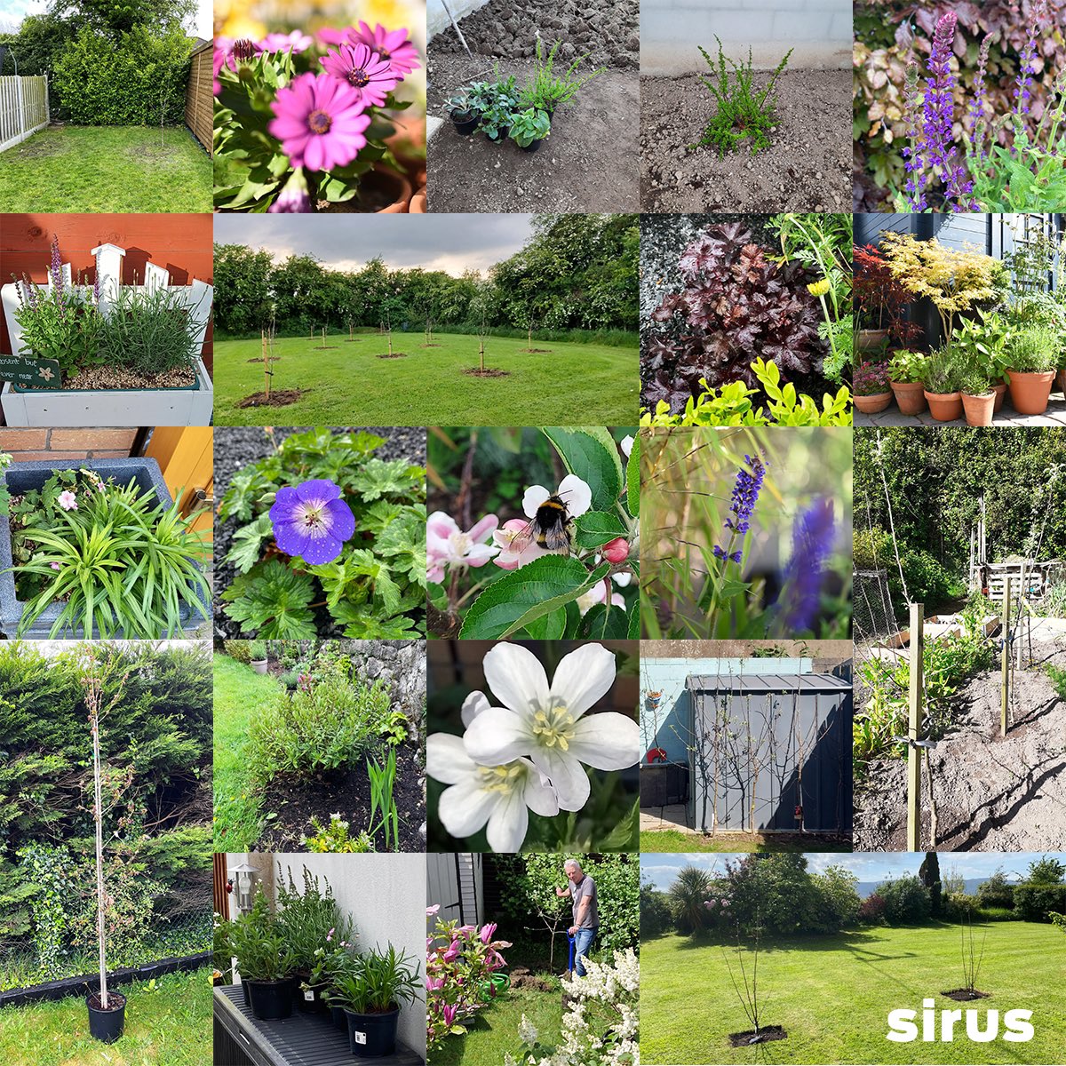 Sirus gifted each staff member with something to plant this year. We’re delighted to report that together we have planted 102 Pollinator-Friendly Plants, 45 Apple Trees, 10 Hazelnut Trees, 5 Oak Trees and spread 5 bags of Native Wildflower Seeds 🌺🐝 #WorldBeeDay #biodiversity