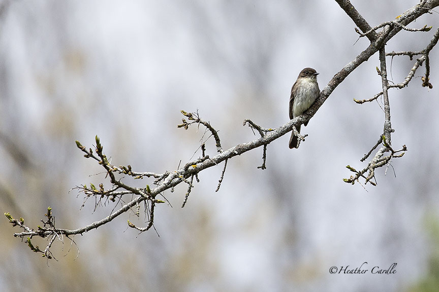 #ChickPicotheDay (Day 3,824)
Oh hay, it's Phoebe Buffay and she's agreed to sing 'Smelly Cat' for us.
#Phoebe (that's what iNaturalist said it is) #BirdOnABranch #BranchManager #HeatherCardlePhotographer #SmellyCat