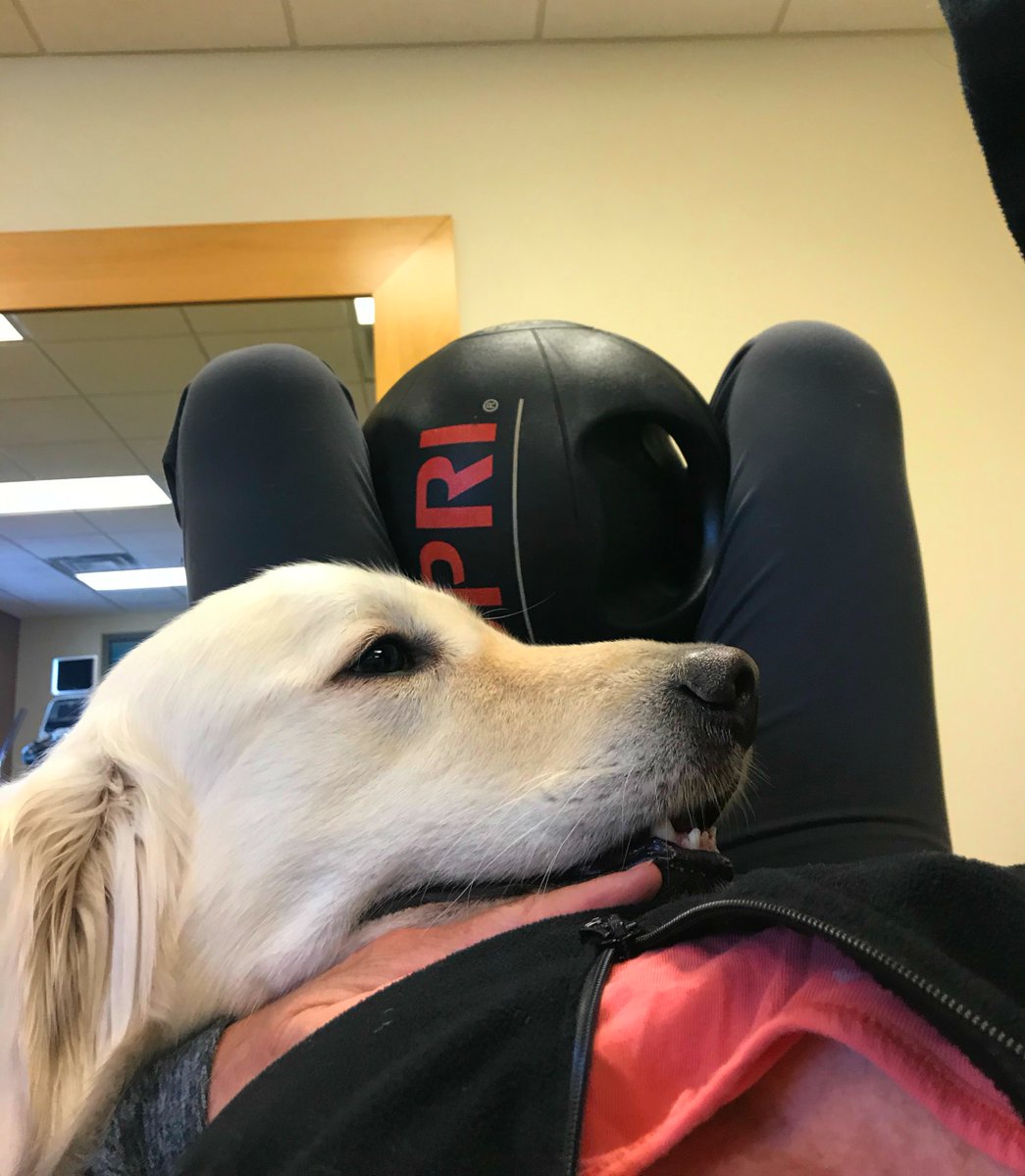 sampson_dog's tweet photo. I am a Service Dog. When we travel Mom always goes to the hotel gym. I am her spotter! I help! https://t.co/Kz2rJ7SzbL