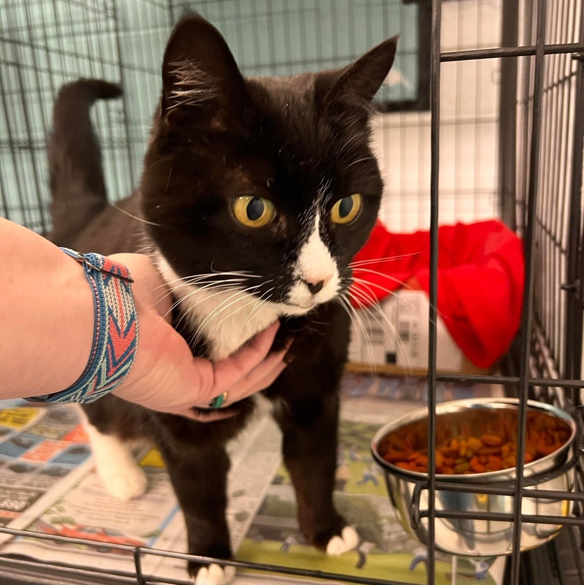 CityDogsRescue's tweet photo. Meet #adoptable Fluffy! Fluffy is a very calm low energy cat that loves people and being pet. The perfect #wfh buddy! Apply to #adoptFluffy today! 🐾 https://t.co/D4sh99UbdN
#cdck #citkittiesdc #adoptdontshop #petrescue #rescuepetsofinstagram #adoptme https://t.co/u7VXxjvhag