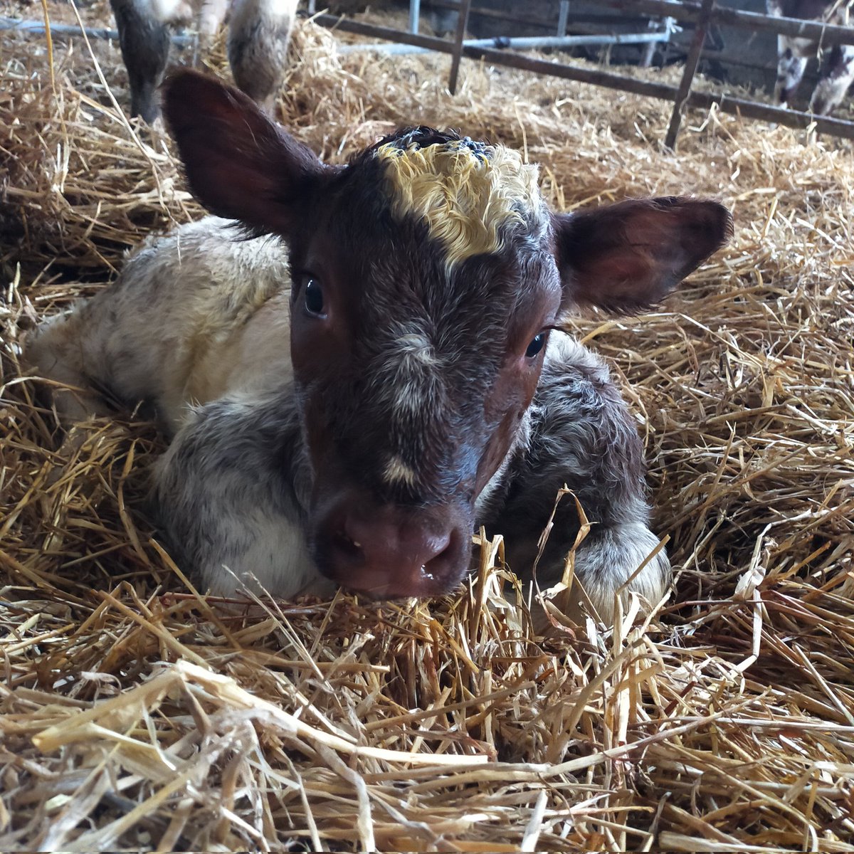oakespedigrees's tweet photo. @NectonPrimary apologies for Phoebe being late. He's the reason 🤣 big boy born at 8:45am this morning! Mum and son doing very well 😍👌 #beefshorthorn #bullcalf #birthday #farmlife #calving22 https://t.co/RNRLbYheIg