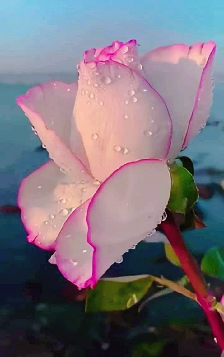 Regisnaturer's tweet photo. #Natureflowers https://t.co/ryzVNaTEGI