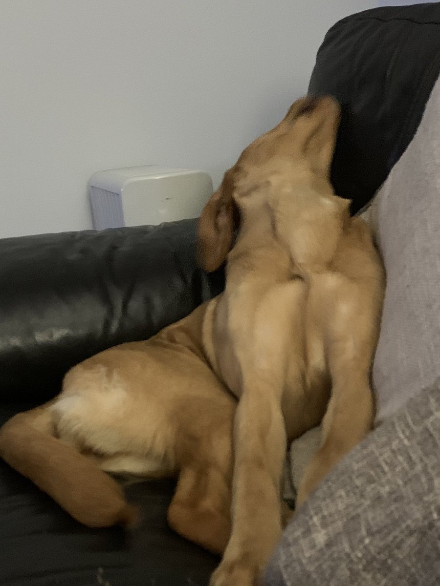 plant_debbie's tweet photo. @MrAndrewCotter @MrAndrewCotter absolutely brilliant, here is our Mabel🐾 https://t.co/382UVbzbVa