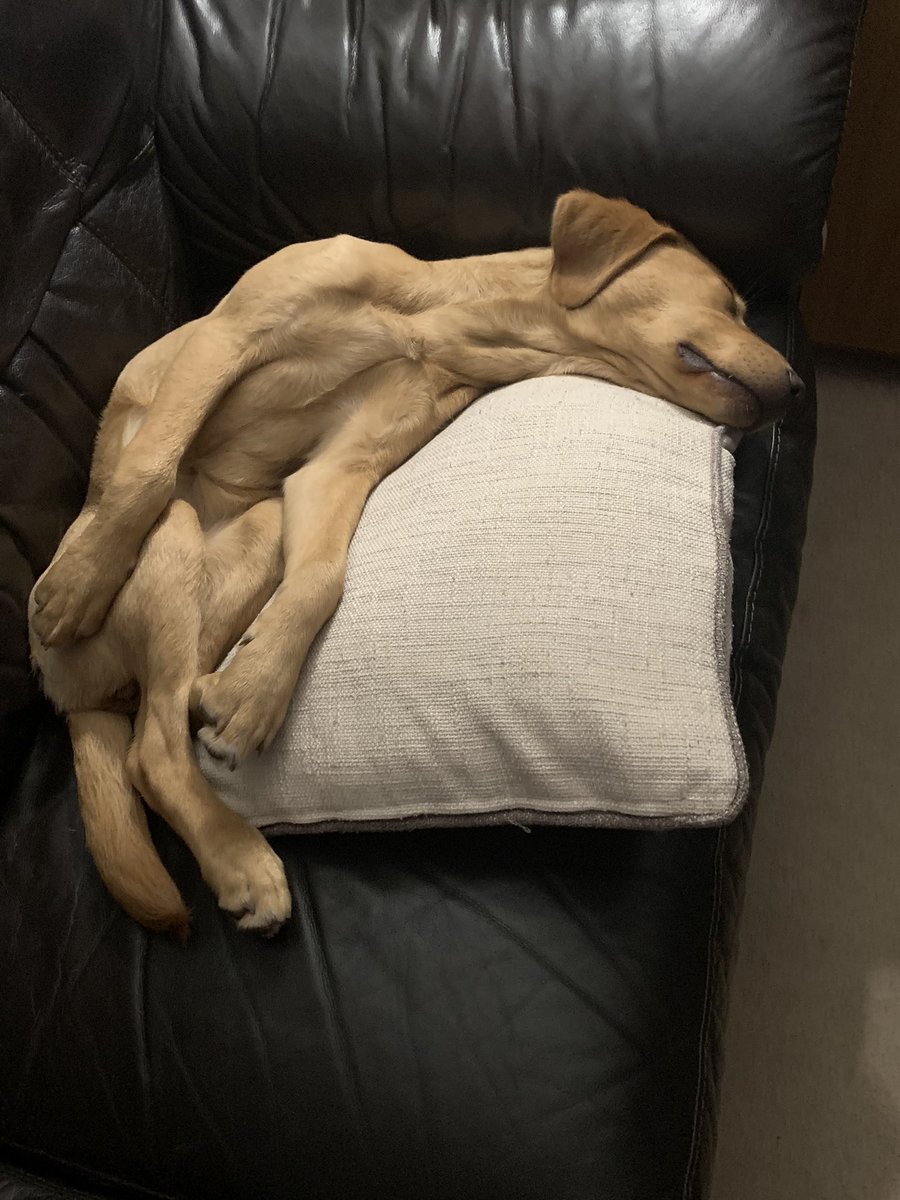 plant_debbie's tweet photo. @MrAndrewCotter @MrAndrewCotter absolutely brilliant, here is our Mabel🐾 https://t.co/382UVbzbVa