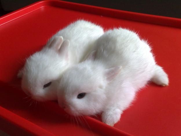 RabbitEveryHour's tweet image. 