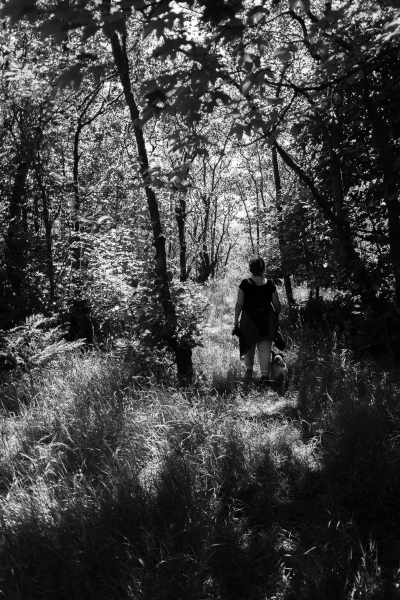 ReeceAHudson's tweet photo. @Chris_ik_photos I love the chaos of Nature especially trees in harsh sunlight. https://t.co/TInqMPR0Or