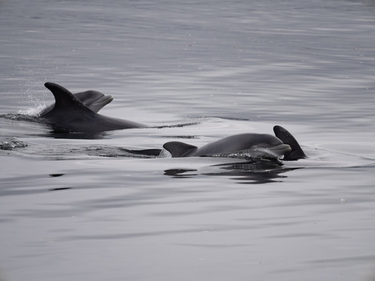 We've got a team of Marine Mammal Surveyors joining the <a href="/BrittanyFerries/">Brittany Ferries</a> Barfleur to collect vital data about the 🐳&amp;🐬 they see whilst sailing from Poole - Cherbourg!

Previous sightings in the English Channel include bottlenose dolphins &amp; harbour porpoises! 

📸Russ Hinton