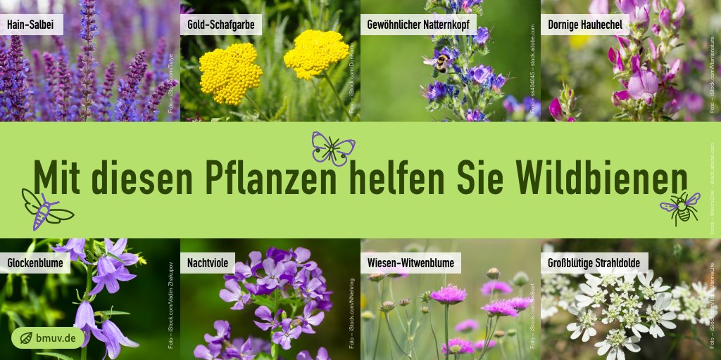 _BMUKN's tweet photo. Heute ist #Weltbienentag! 🐝🌸 Ob im Garten oder auf dem Balkon: Jede*r kann etwas tun, um #Wildbienen und #Insekten zu schützen und die Artenvielfalt zu erhalten – etwa mit Pflanzen, die ihnen besonders reiche Nahrung bieten. Weitere Infos: https://t.co/YN8B1bgrVl https://t.co/TtiAKiuXlM