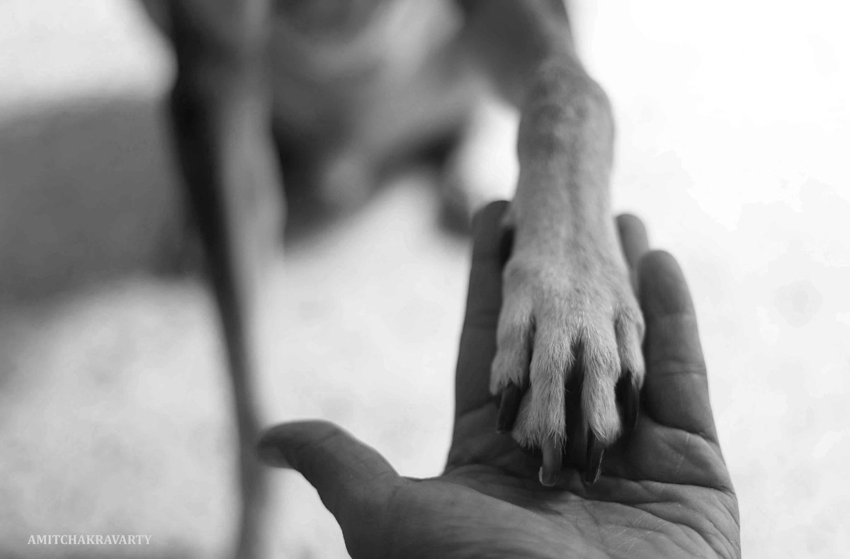 Amit_Photowalla's tweet photo. My Precious ... my link to peace and paradise.
#dogsoftwitter #Faithful #love #furry #dogs #friendship #Ole #Thimpoo #Life #dailylife #dogslife https://t.co/V3ALgpHTZE
