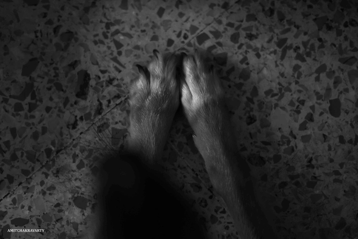 Amit_Photowalla's tweet photo. My Precious ... my link to peace and paradise.
#dogsoftwitter #Faithful #love #furry #dogs #friendship #Ole #Thimpoo #Life #dailylife #dogslife https://t.co/V3ALgpHTZE