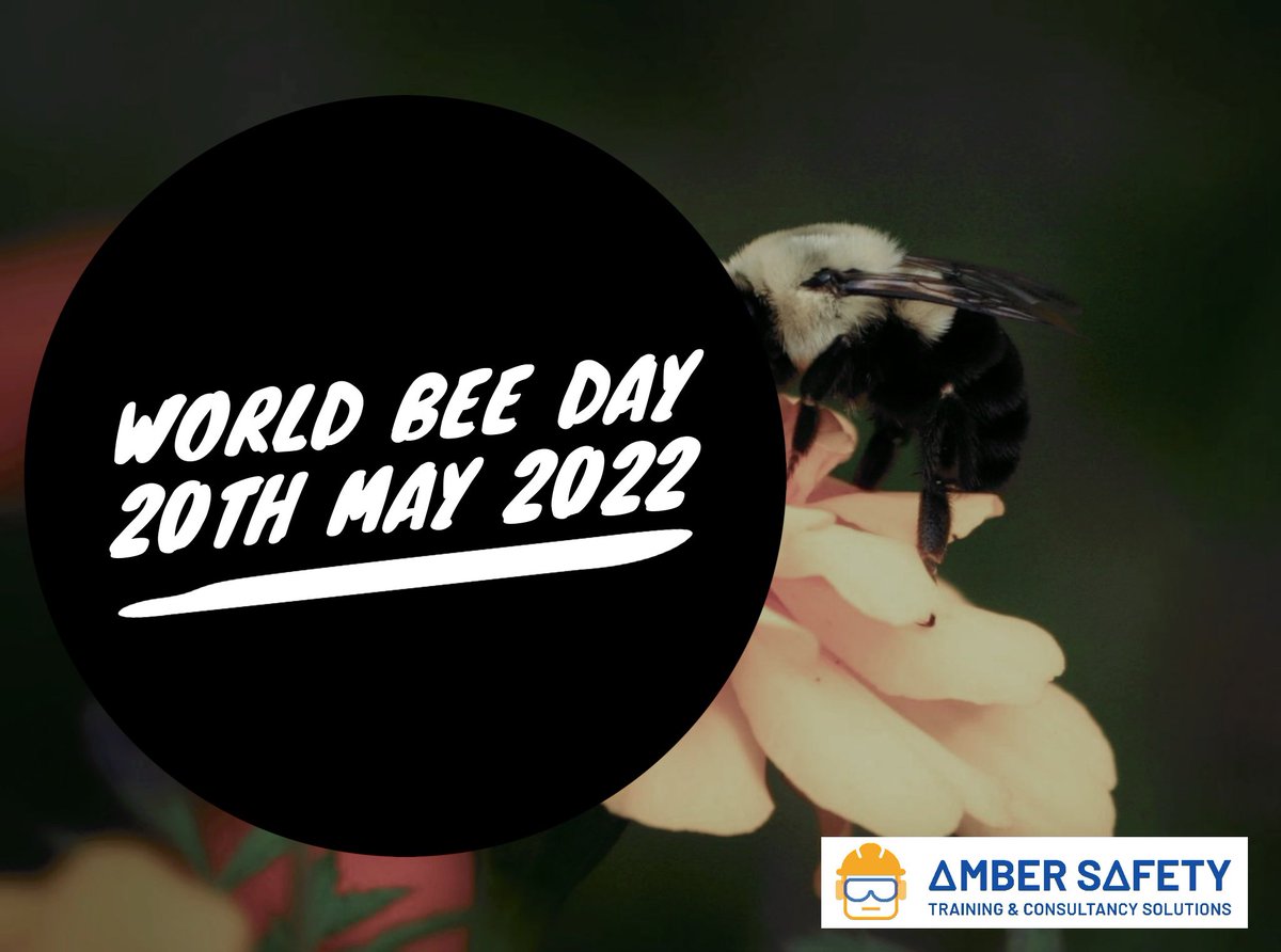 amber_safety's tweet photo. Today is World Bee Day, ensure you are trained on First Aid in case of bee stings with one of our first aid courses.

#Safety #Limerick #SafePass  #SafetyCourses #WorldBeeDay https://t.co/kkFFlkLY6Y