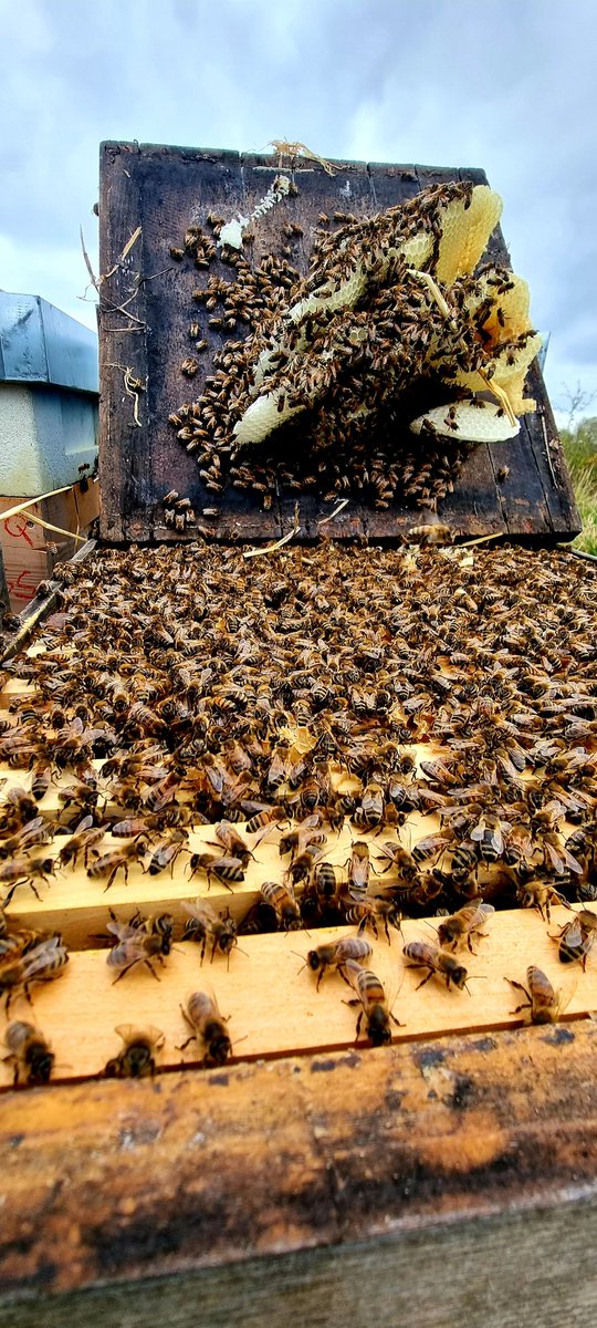 Bees4ecosystem's tweet image. Today is world's bee day,let's celebrate this most pollinators of ours
#WorldBeeDay