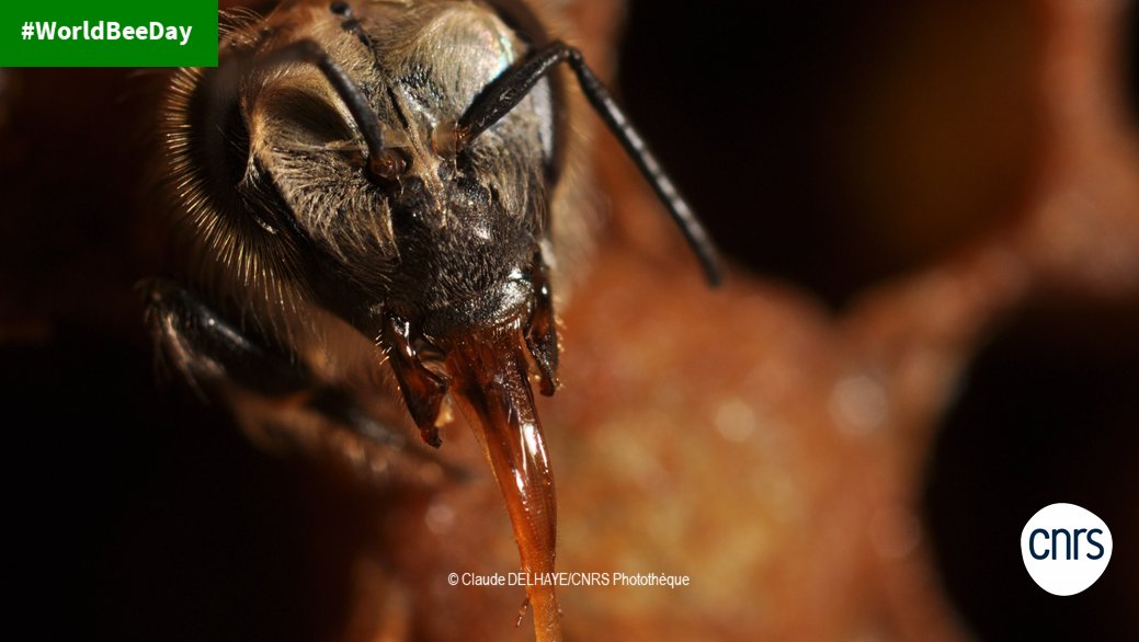 #JourneeMondialeDesAbeilles  🐝

Et si vous souhaitez parfaire vos connaissances sur les #abeilles nous vous conseillons des contenus de #CNRSLeJournal 👇

📽️ Le rôle oublié des insectes pollinisateurs lejournal.cnrs.fr/videos/le-role…
📰Des abeilles et des hommes lejournal.cnrs.fr/articles/des-a…