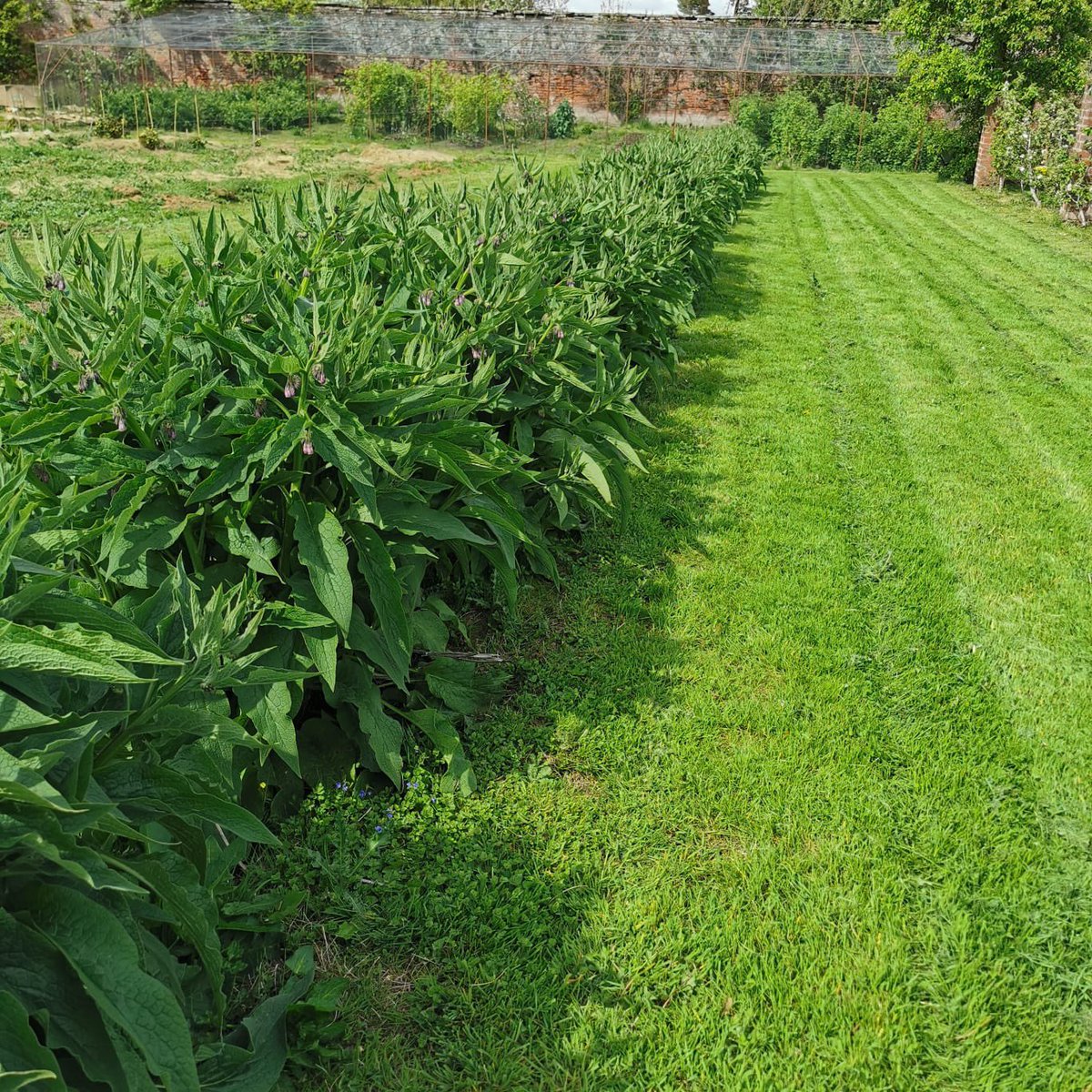 TeaGardenScot's tweet photo. What could be better than a nice row of tea plants? Why a comfrey hedge of course! Super vigorous, nutrient rich Bocking 14 about to be cut and put between the tea rows as in situ fertilising at Megginch Tea Garden in Perthshire.
#regenerativefarming #organic #teagrowing https://t.co/jFXVPYh1yB