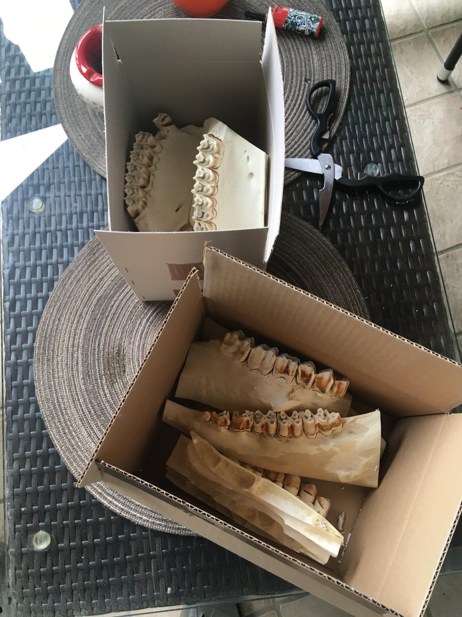 Felix Sadebeck tweet media