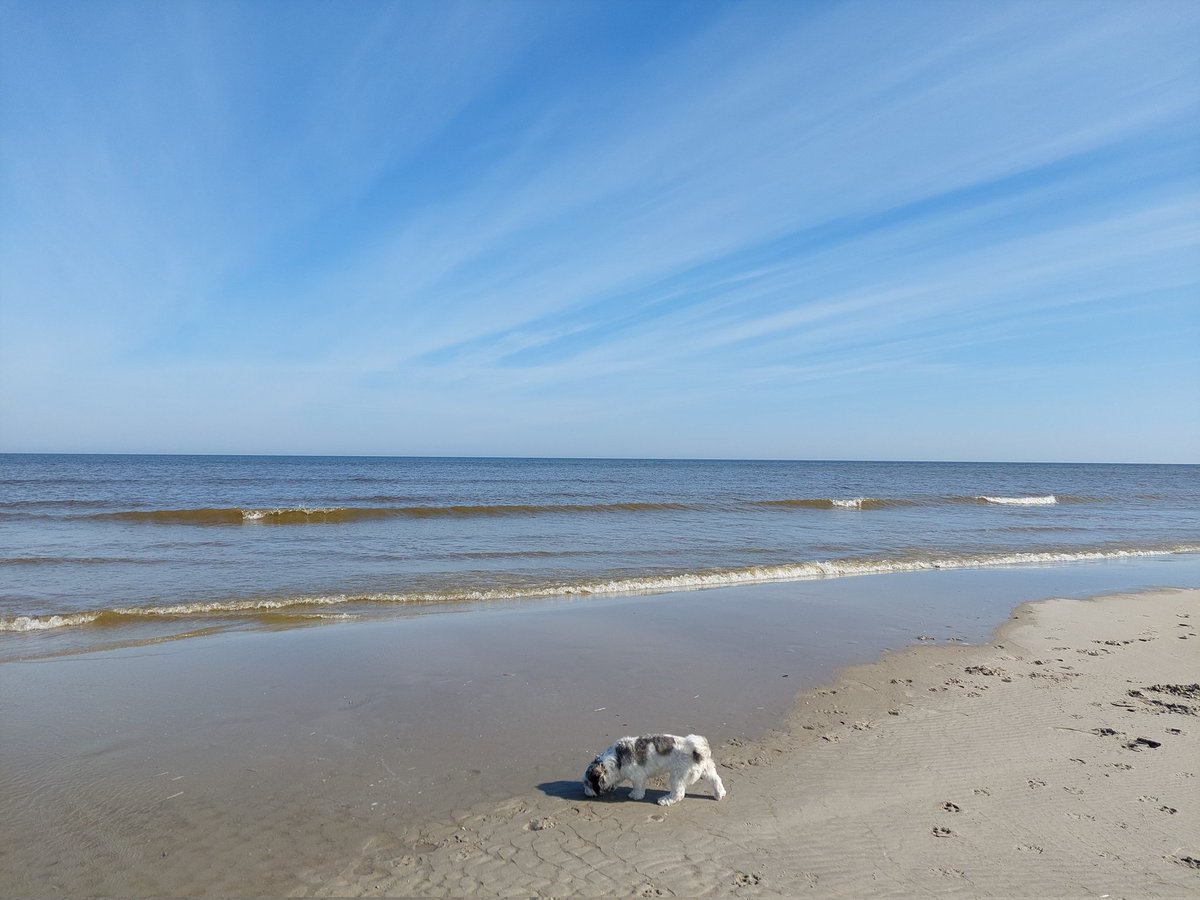 karin1602's tweet photo. Terschelling. #throwback #terugvolgvrijdag #takemebackthere #zonzeestrand #bodhi https://t.co/FAsFSRAqdf